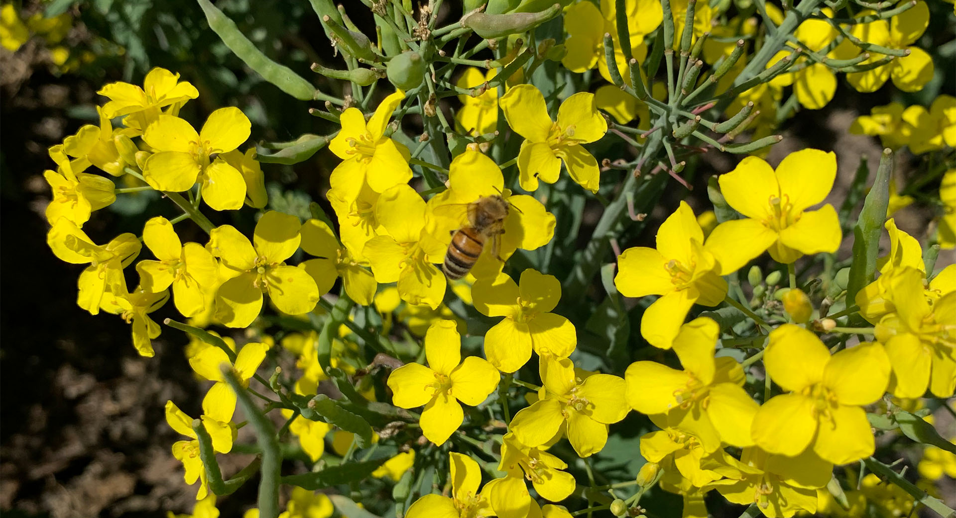 Biene in Rapsblüten