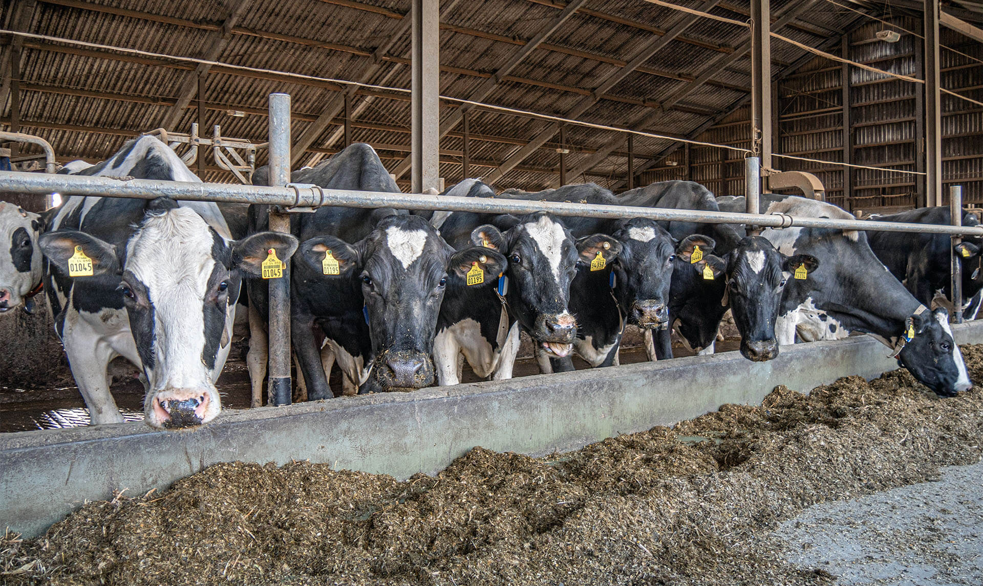 Fütterung Milchkühe im Stall